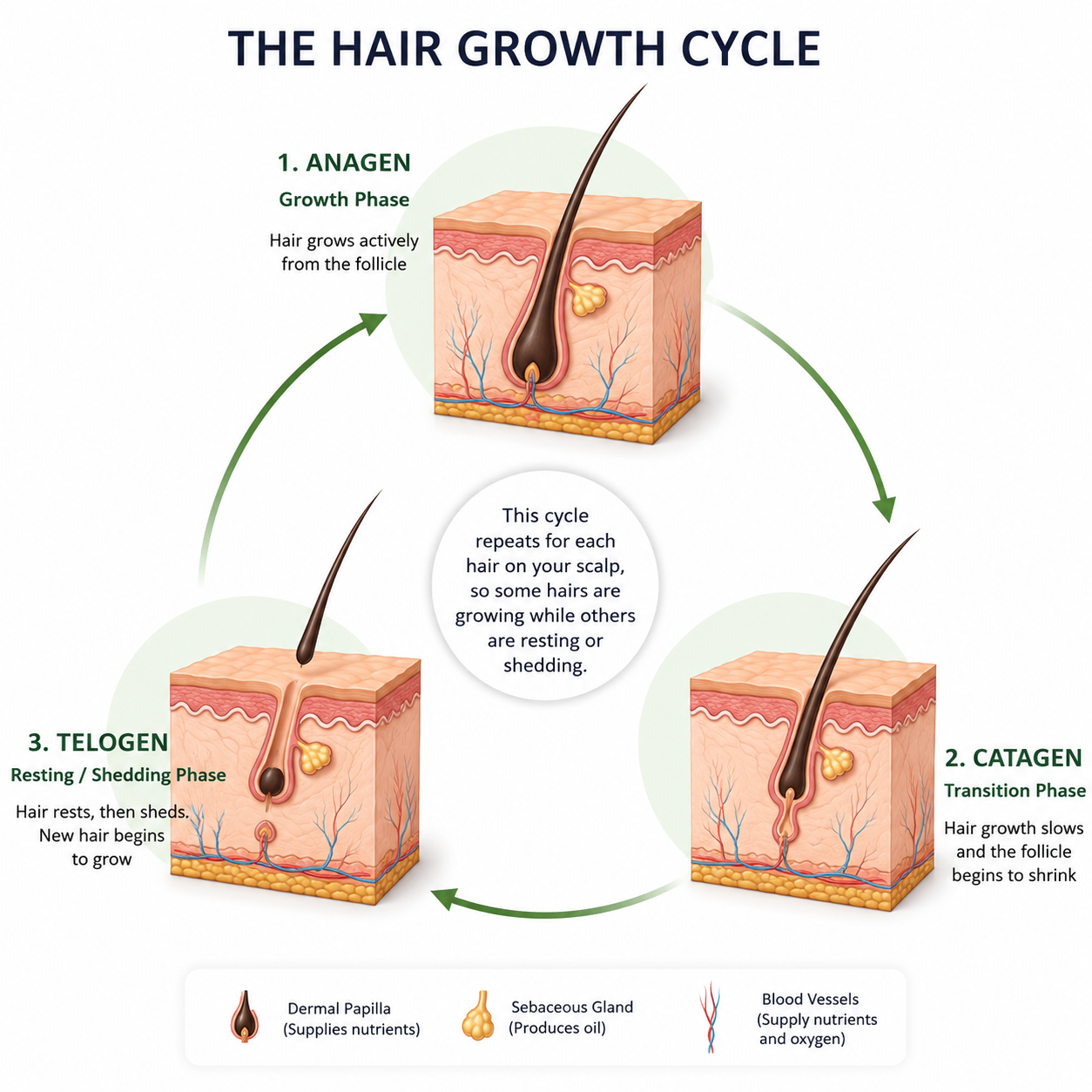 Hair follicle growth cycle showing growth, transition and shedding